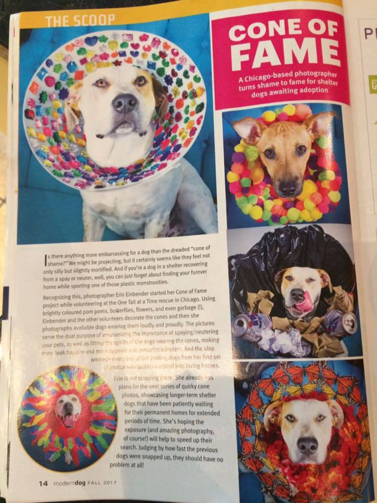 magazine article of about the cone of fame project with 5 photos of dogs in cones