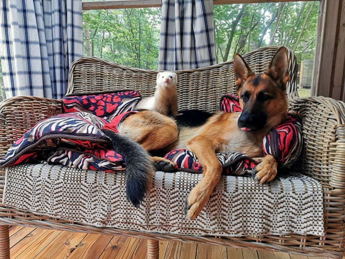 german shepherd laying on pillows and blanket on wicker sofa with brown and white ferret on the dog