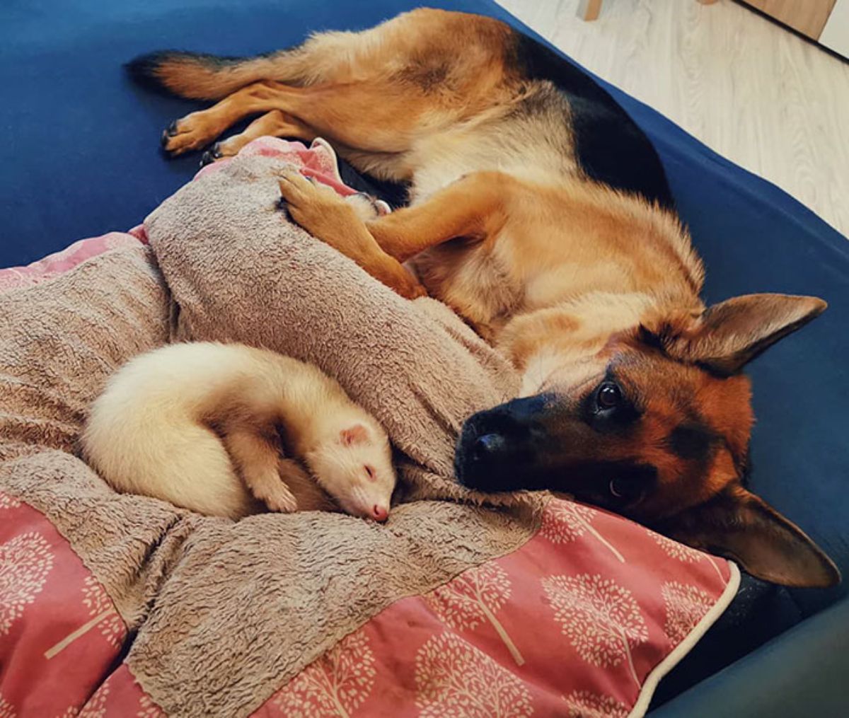 brown and white ferret sleeping on brown and red pillow and german shepherd sleeping on blue blanket with snout on the pillow
