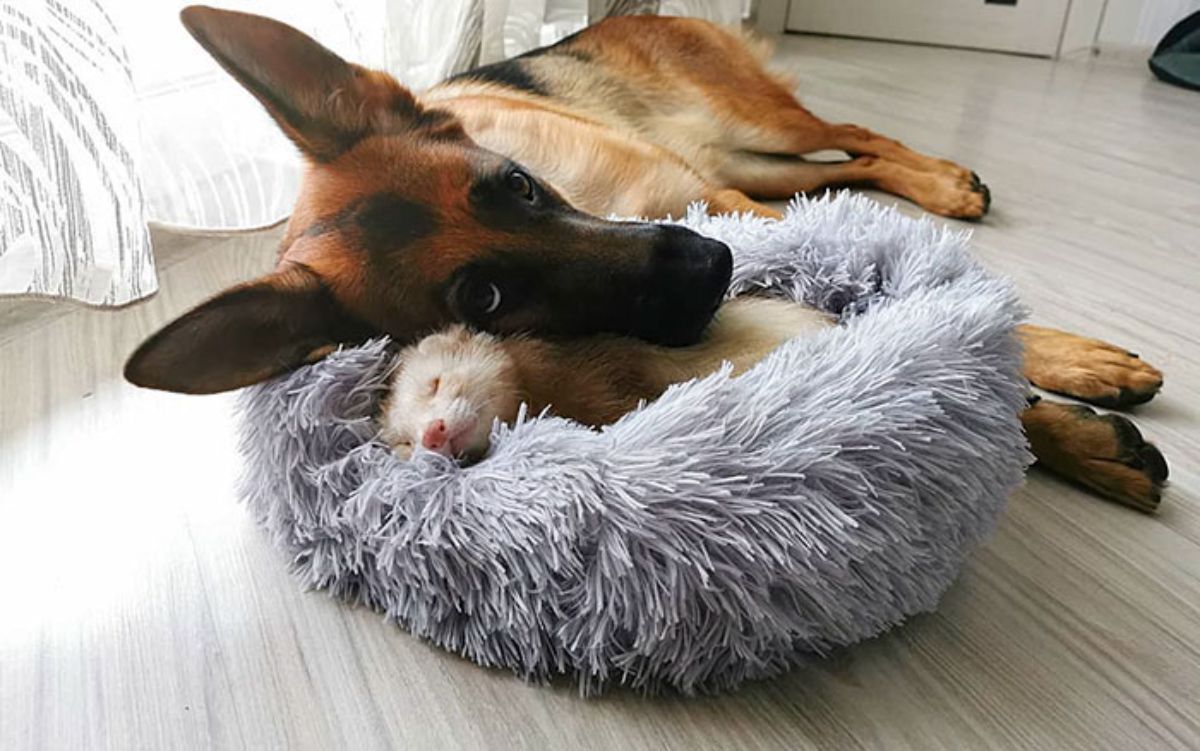 brown and white ferret sleeping on grey cat bed with german shepherd laying head on the ferret and the rest of the body on the floor