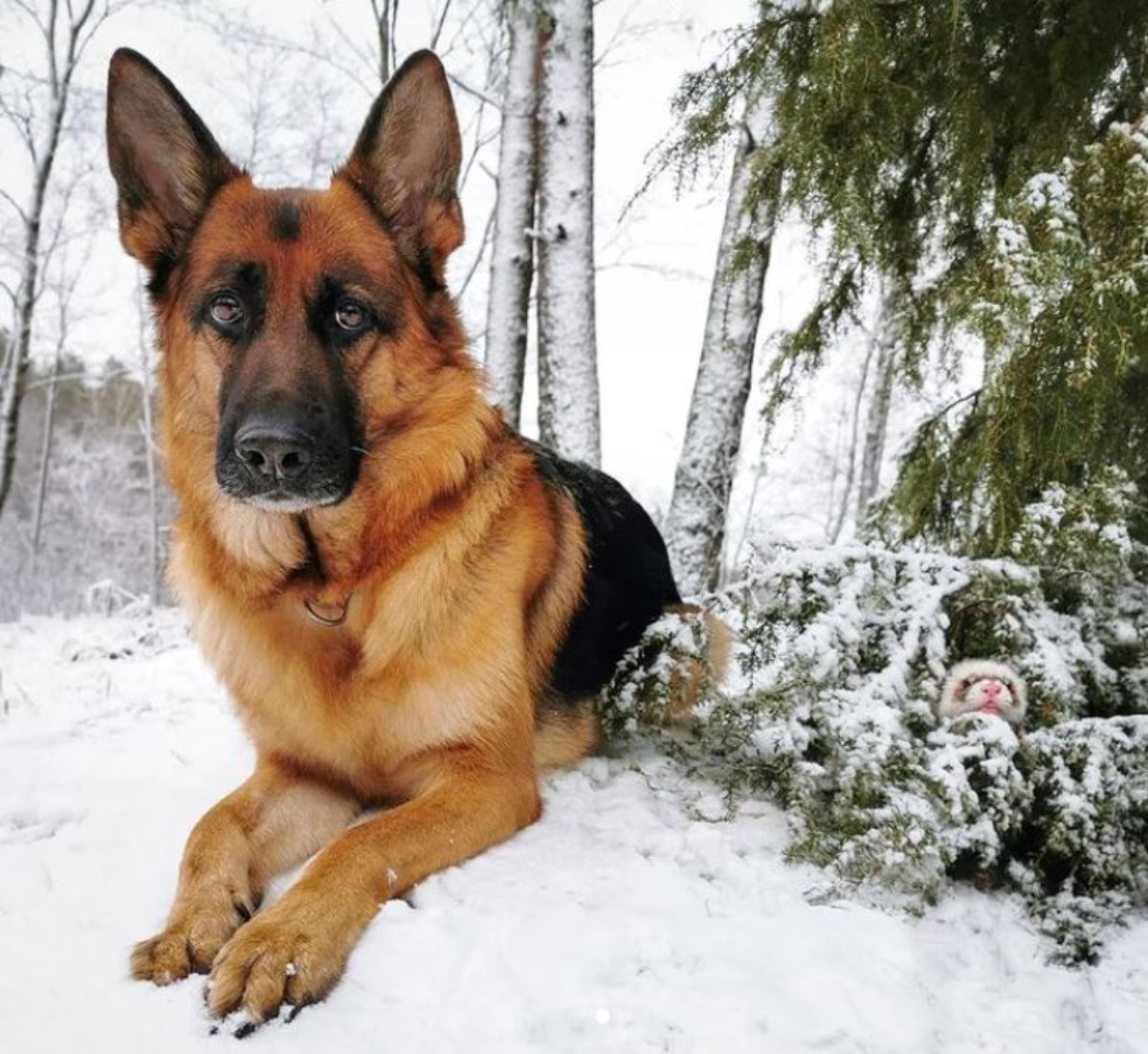 german shepherd laying on snow with a brown and white ferret in the snowy bushes next to the dog