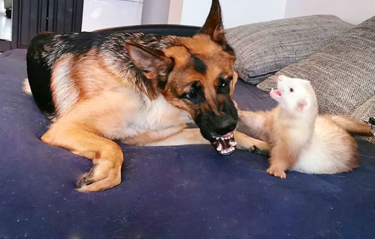 german shepherd and brown and white ferret snarling at each other on a blue sofa