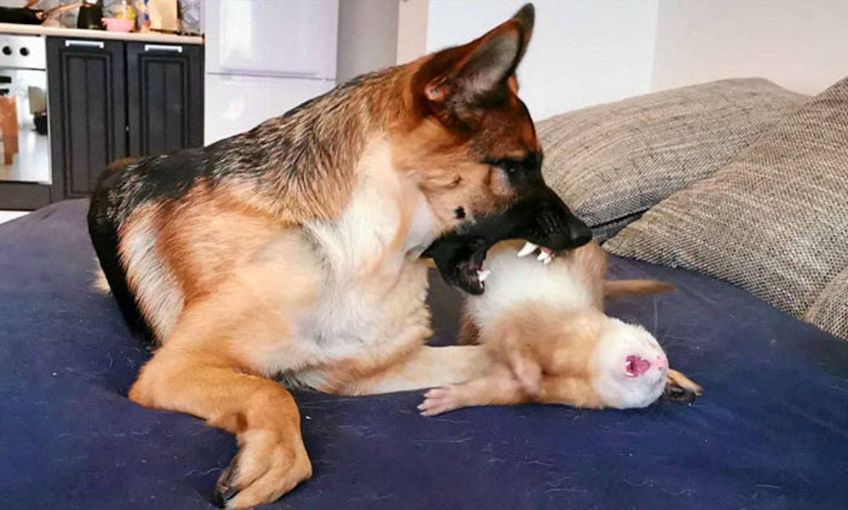 german shepherd and brown and white ferret on blue sofa and snarling at each other