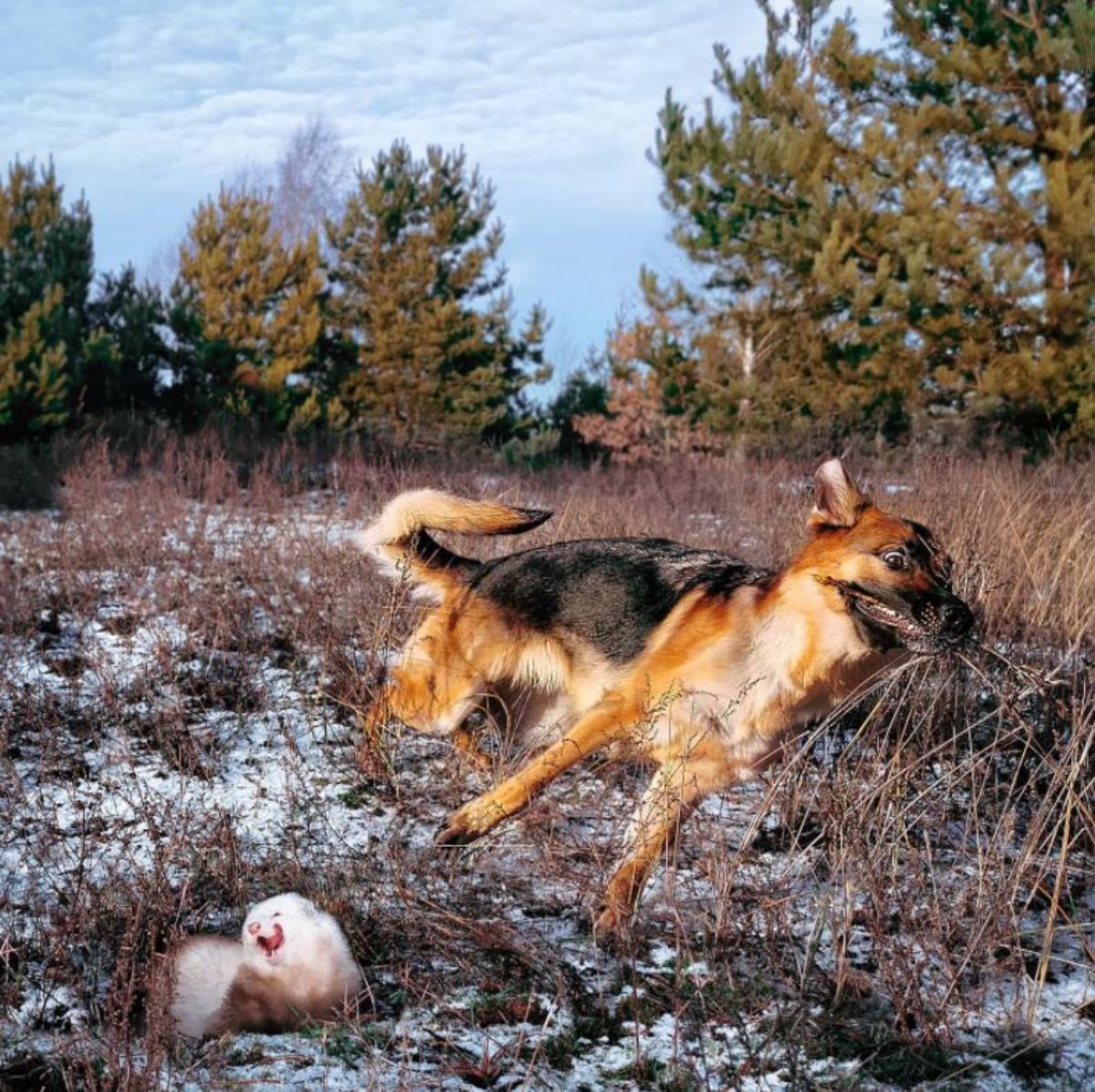 german shepherd caught mid-run with brown and white ferret on the ground