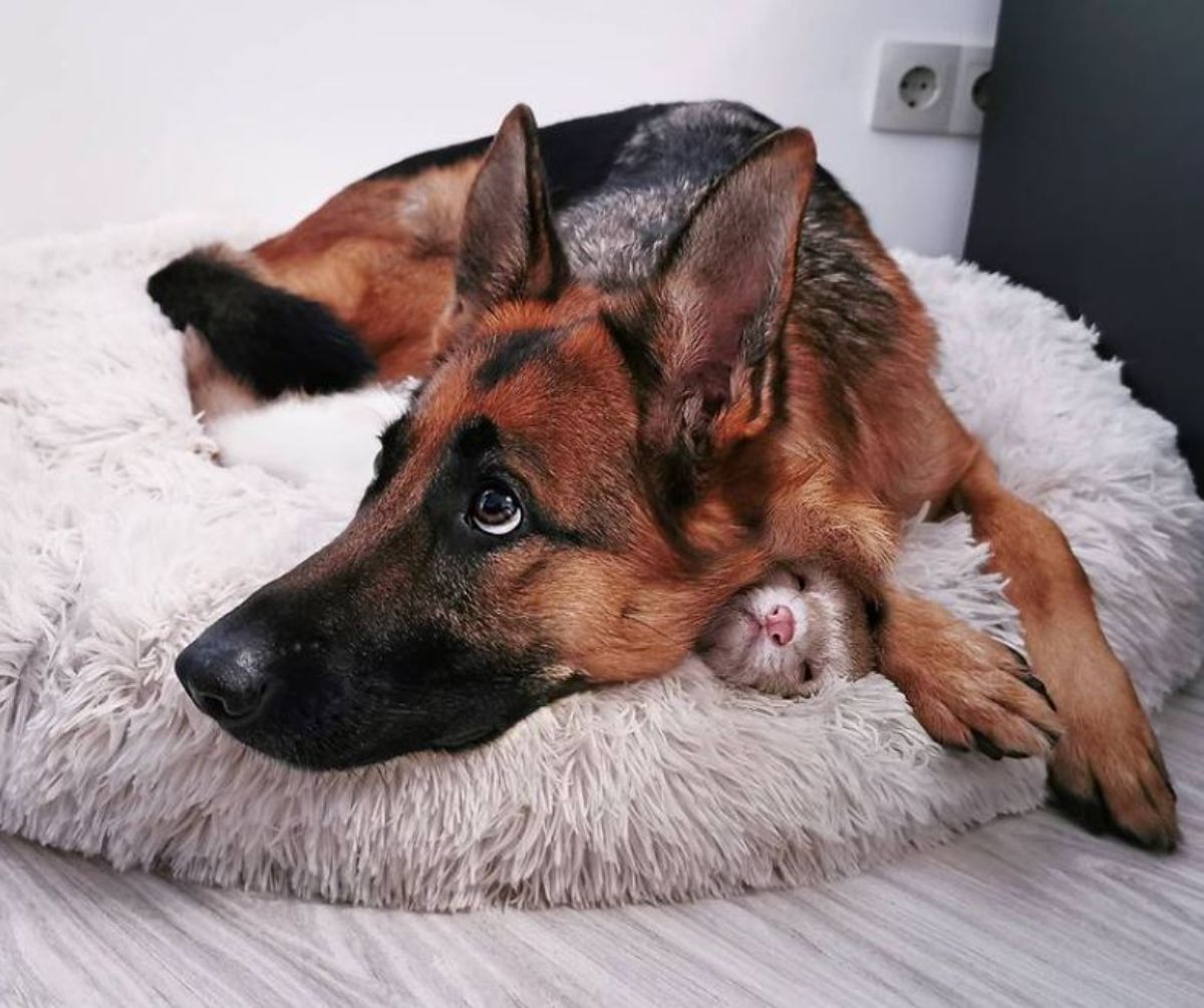 german shepherd laying on white bed with brown and white ferret peeking out from under the dog's neck