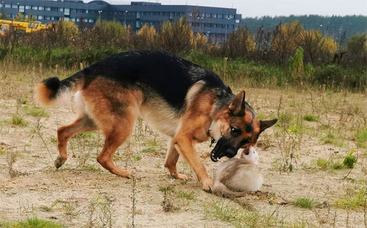 german shepherd and brown and white ferret playing together