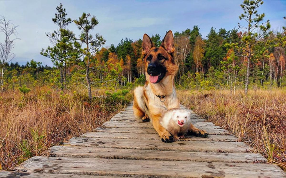 german shepherd laying on wooden path with brown and white ferret between the front legs