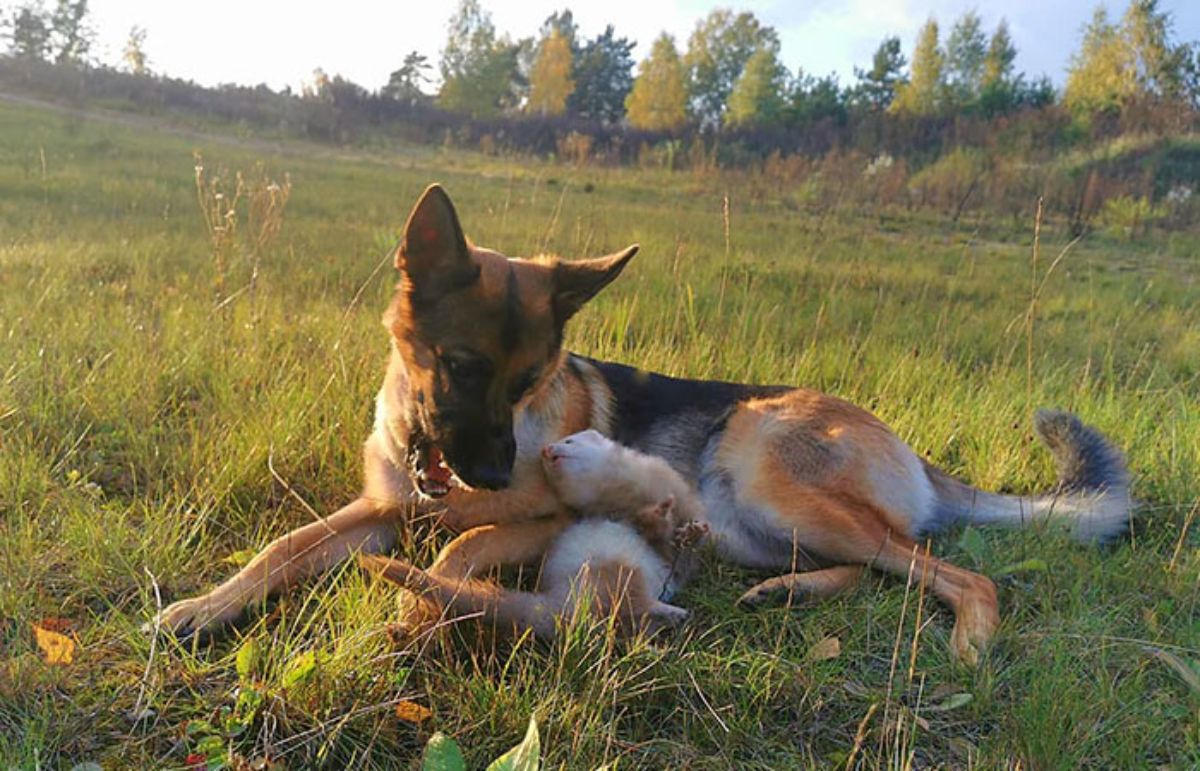 german shepherd laying on grass with brown and white ferret laying against the dog's stomach