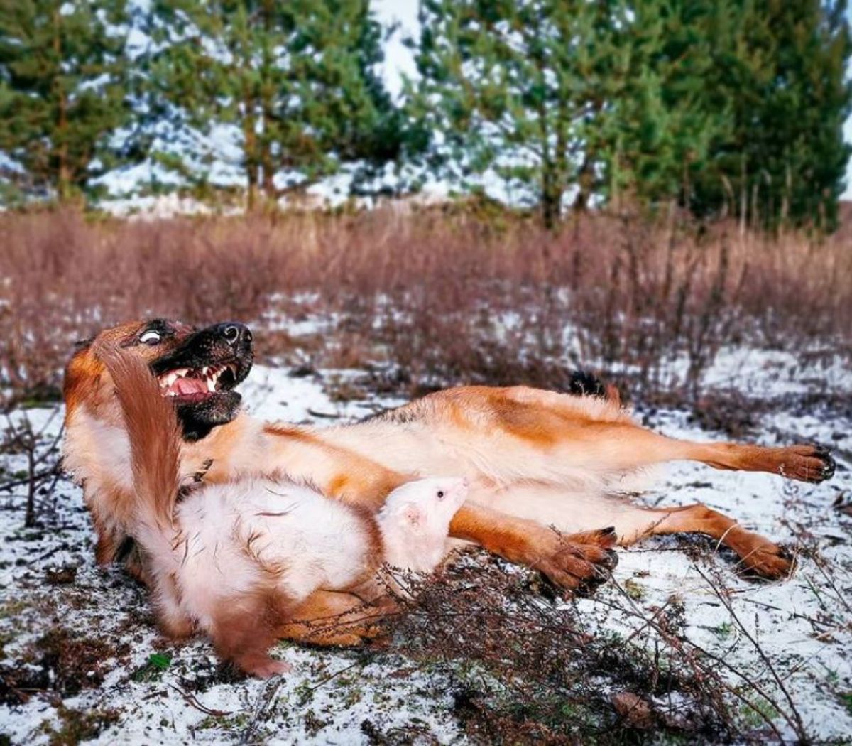 german shepherd laying on ground playing with a brown and white ferret