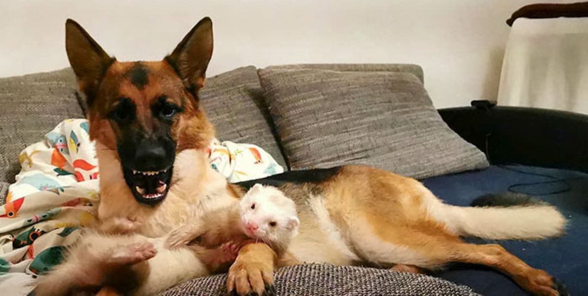 german shepherd laying on brown sofa with mouth open and brown and white ferret laying across the dog's outstretched front legs