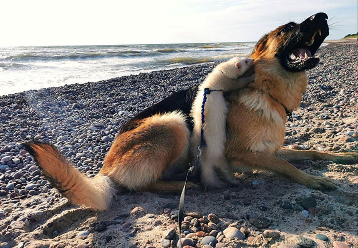 german shepherd and brown and white ferret on leashes on the beach