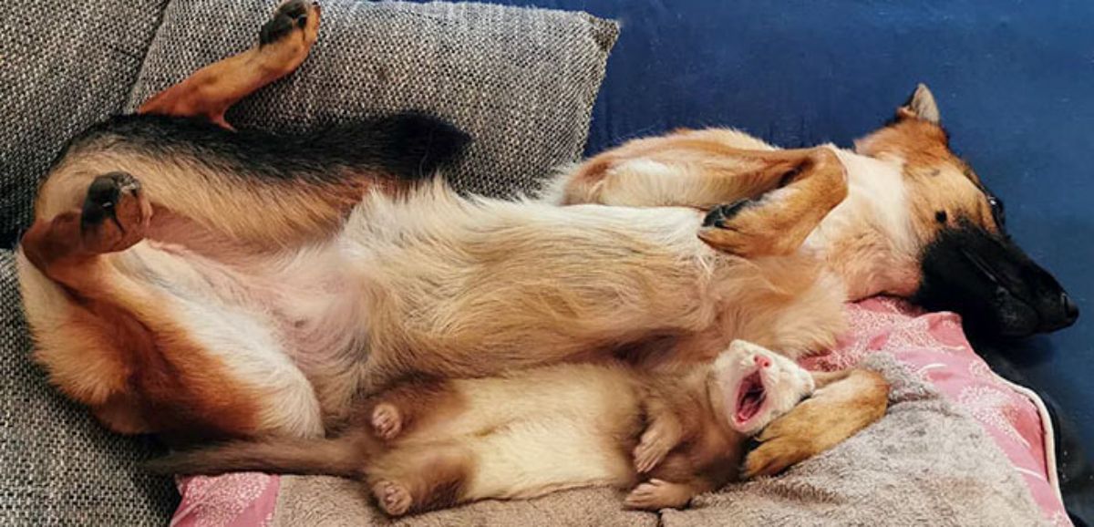 german shepherd cuddling with a brown and white ferret yawning