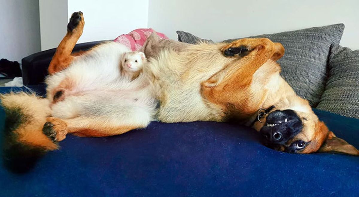 german shepherd laying belly up on blue bed with brown and white ferret on the stomach