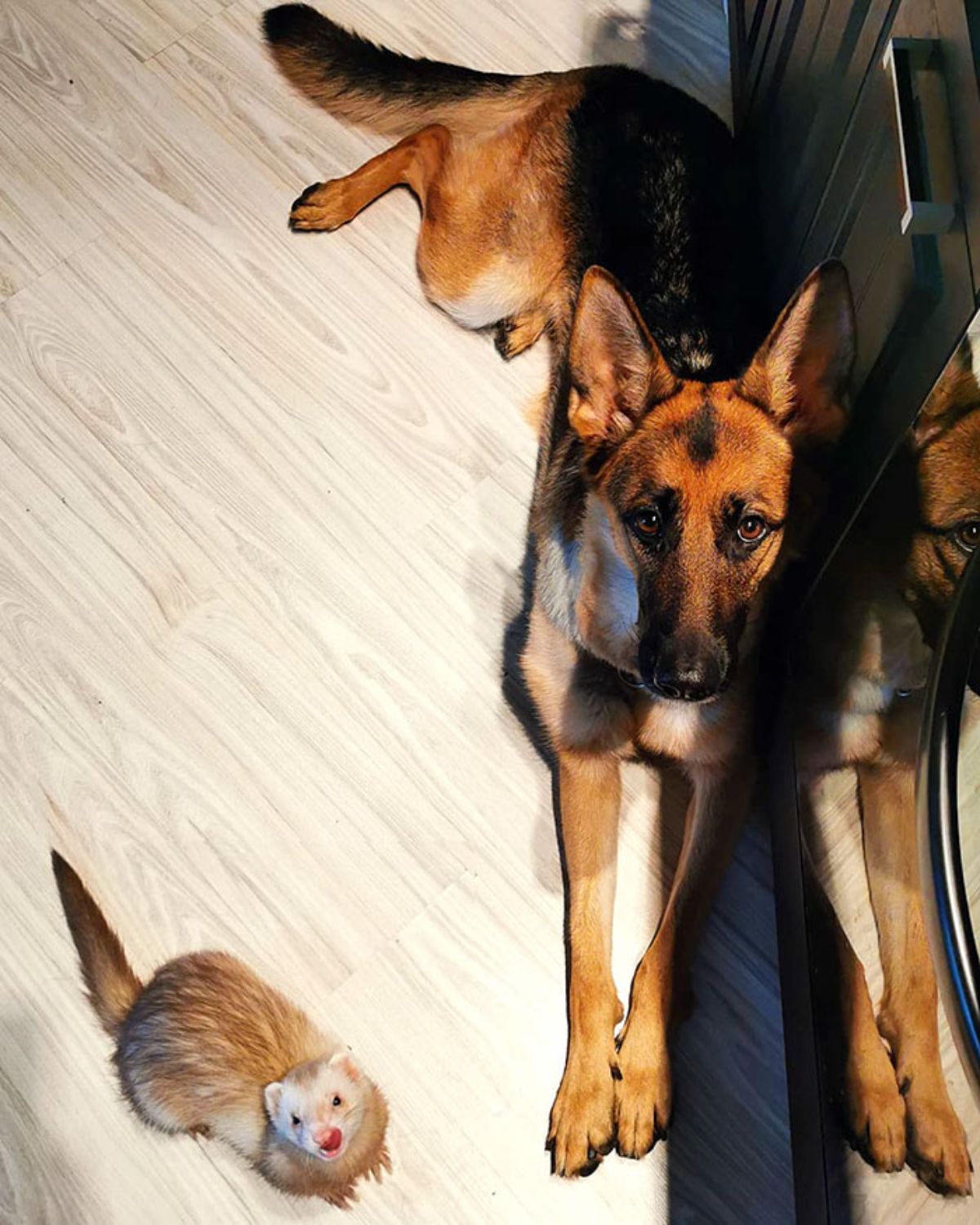 german shepherd and brown and white ferret laying on the floor next to each other