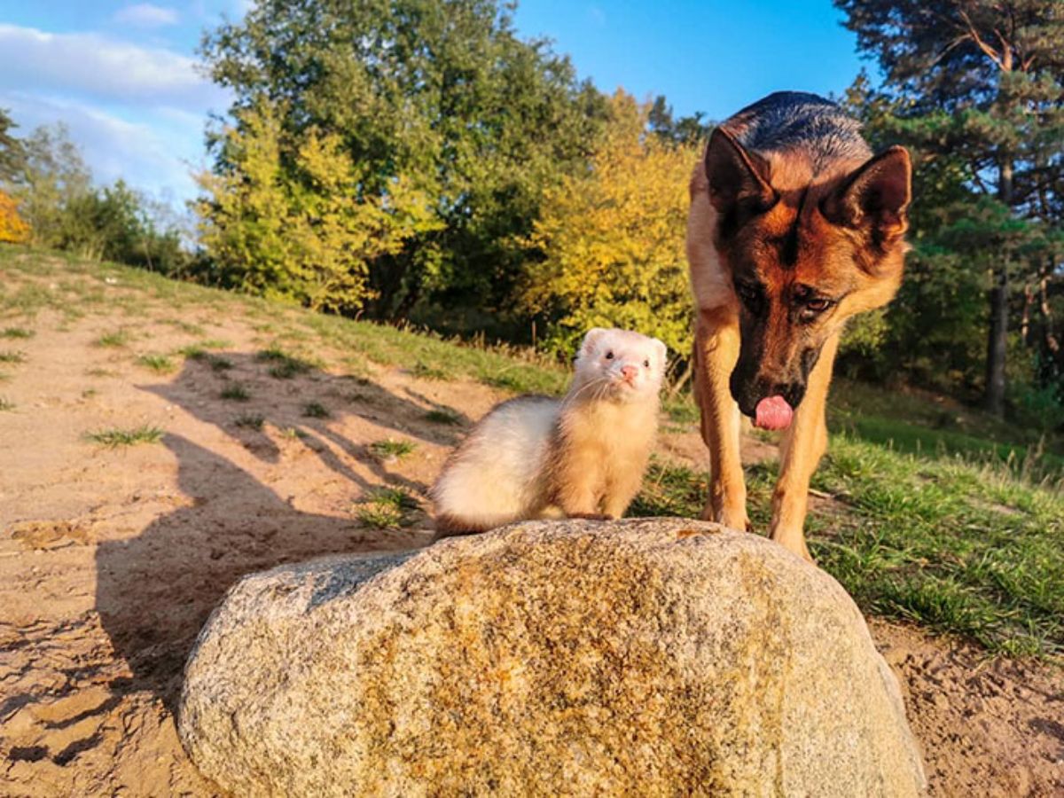 brown and white ferret on a rock with a german shepherd standing next to it