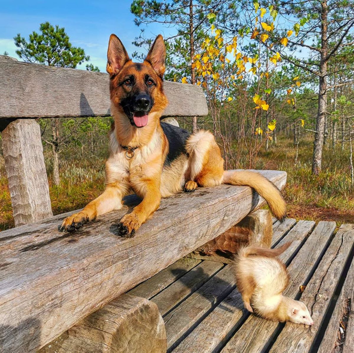 german shepherd laying on a wooden bench with brown and white ferret on the floor by the bench