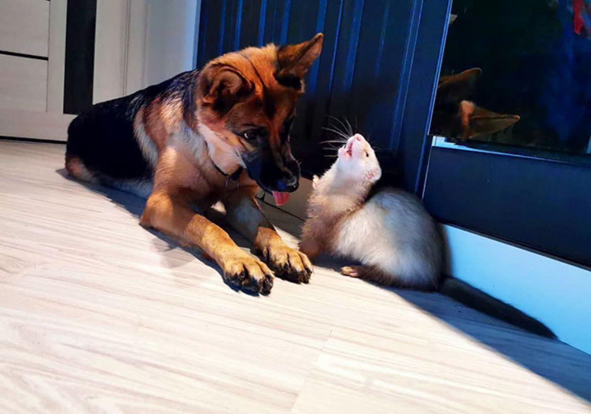 brown and white ferret looking up with mouth open and german shepherd laying on floor with tongue sticking out