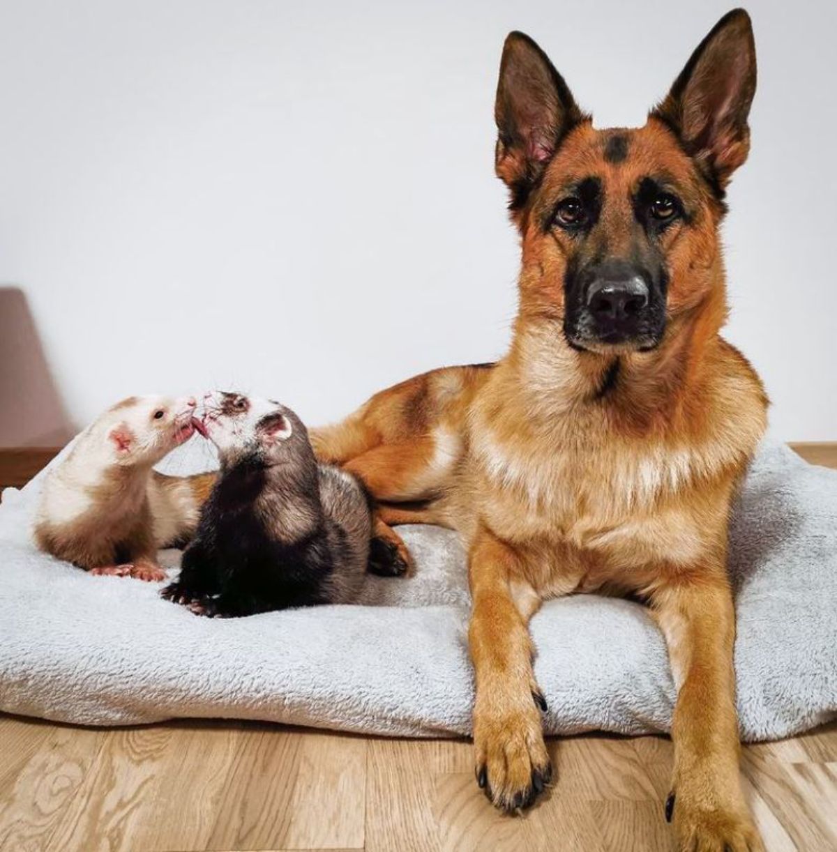 brown and white ferret licking black and white ferret and a german shepherd all laying on a grey blanket