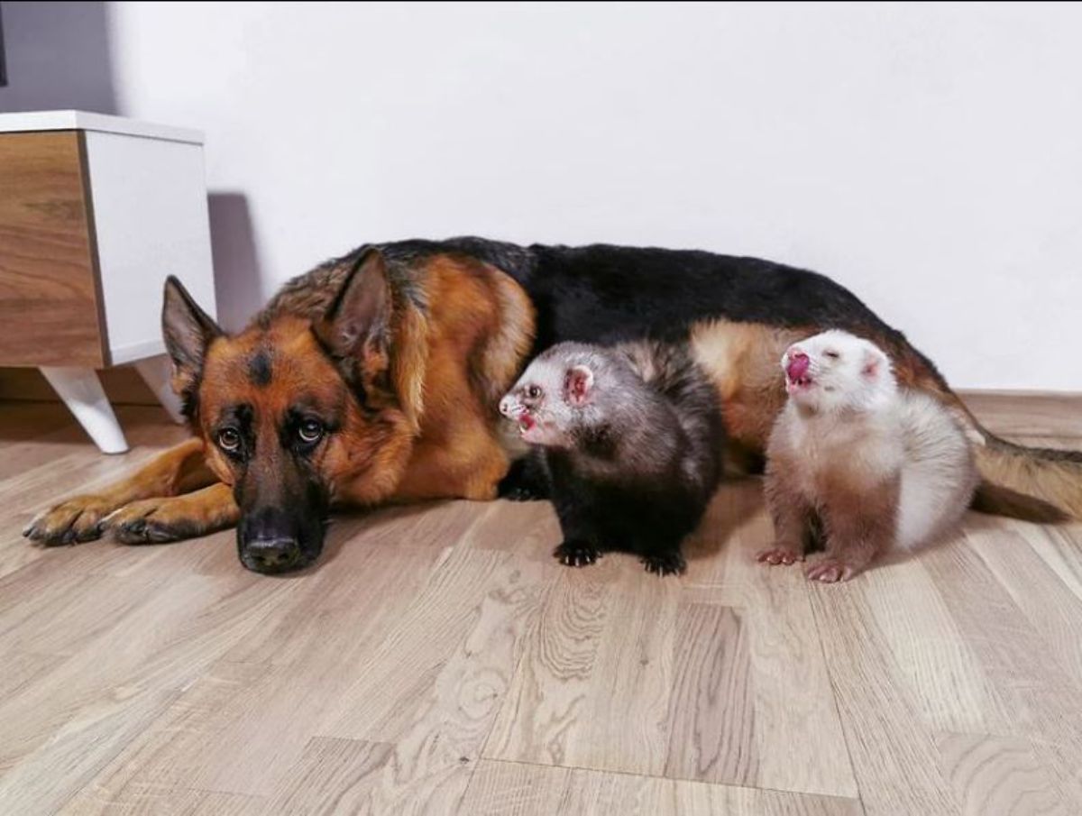 german shepherd laying on floor next to black and white ferret and brown and white ferret