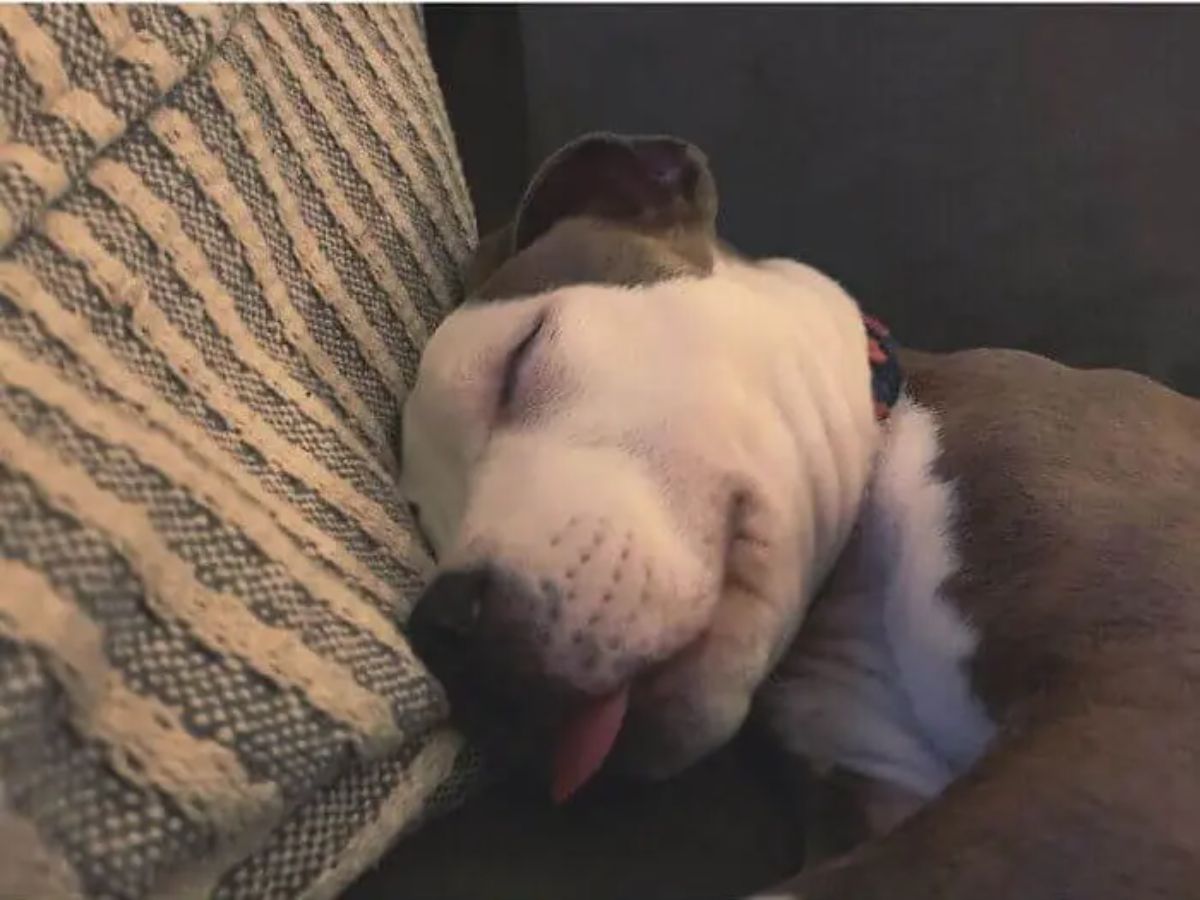 close up of brown and white pitbull puppy sleeping on brown pillow