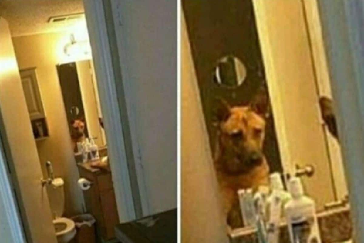 german shepherd looking into a mirror thoughtfully and looking sad