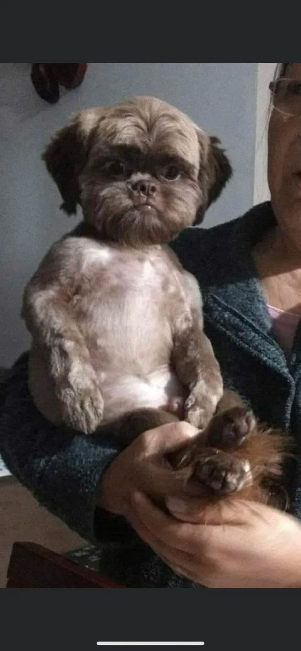 small brown terrier sitting upright in someone's arms looking confused