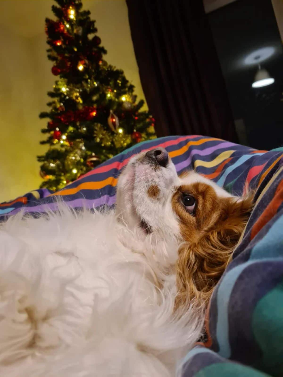 fluffy brown and white dog looking thoughtful laying belly up on colourful blanket with christmas tree in the background