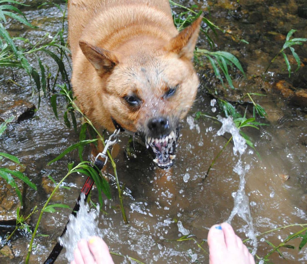 brown dog snarling at someone splashing water at the dog with their feet at a river