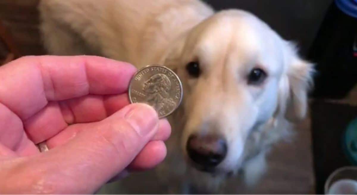 a golden retriever is watching a coin in a person's hand