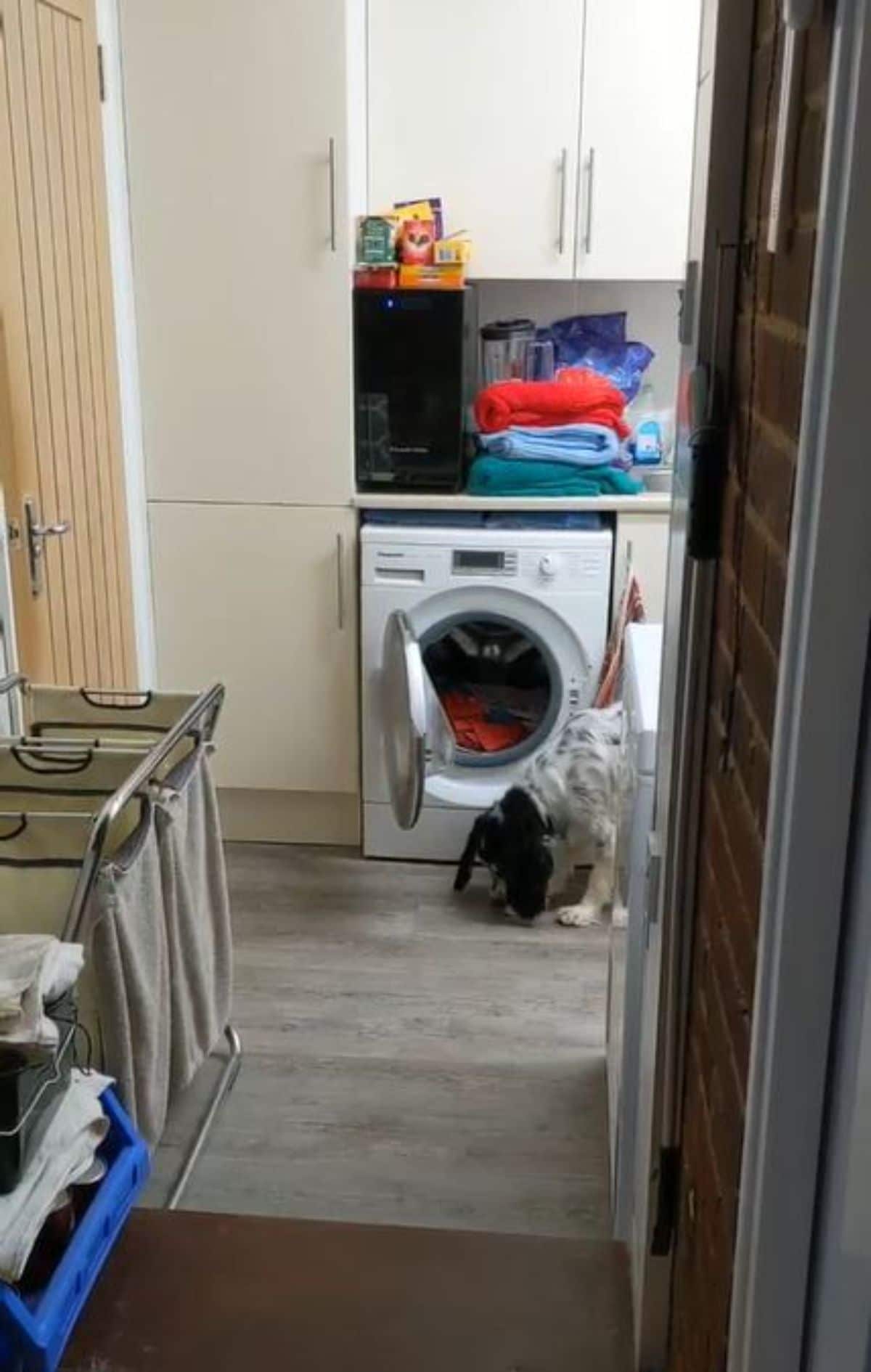 black and white dog stealing a sock from a washing machine