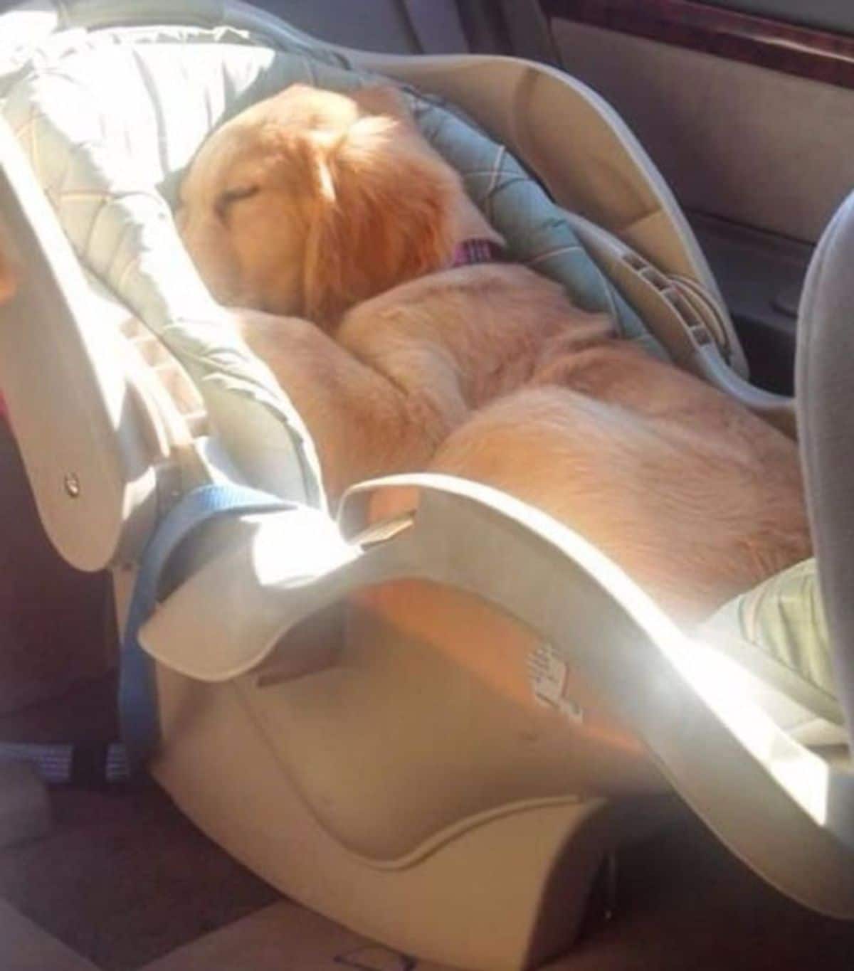 golden retriever puppy sleeping in a baby car seat