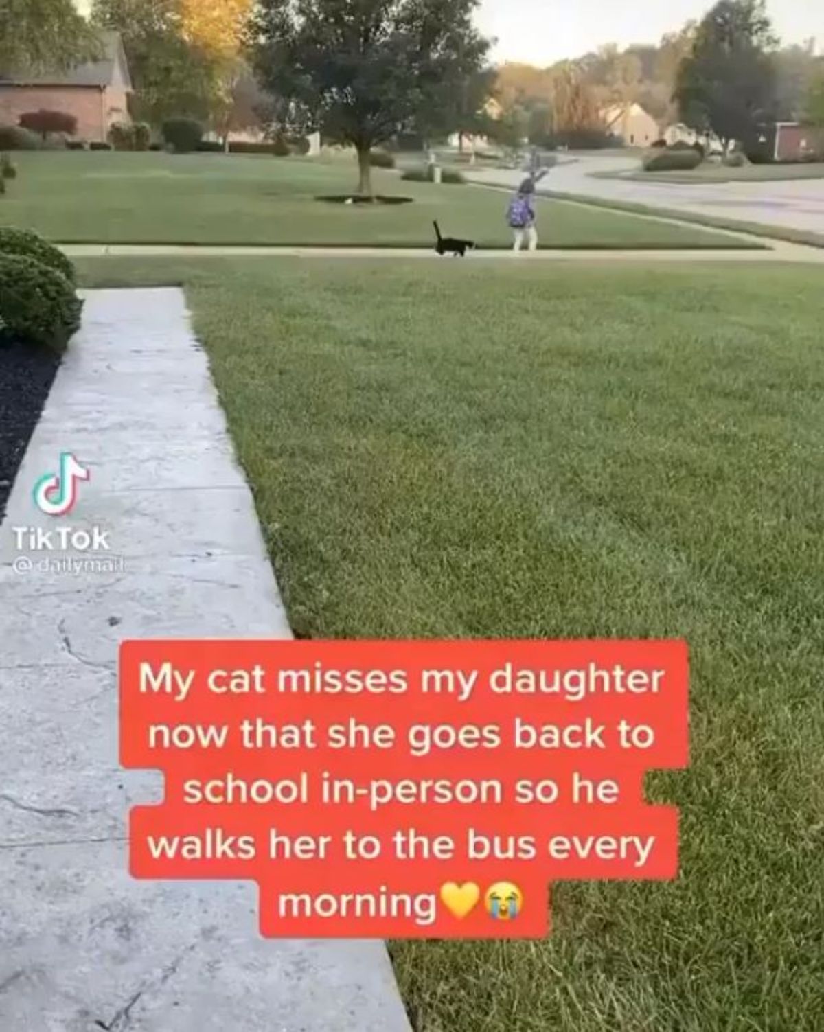 black cat walks with a little girl on a driveway