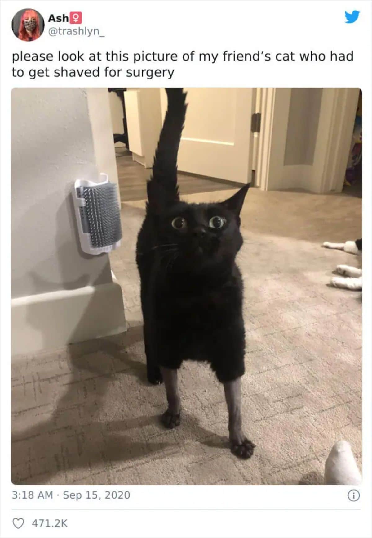 tweet with a photo of a black cat with the bottom half of the front legs shaved