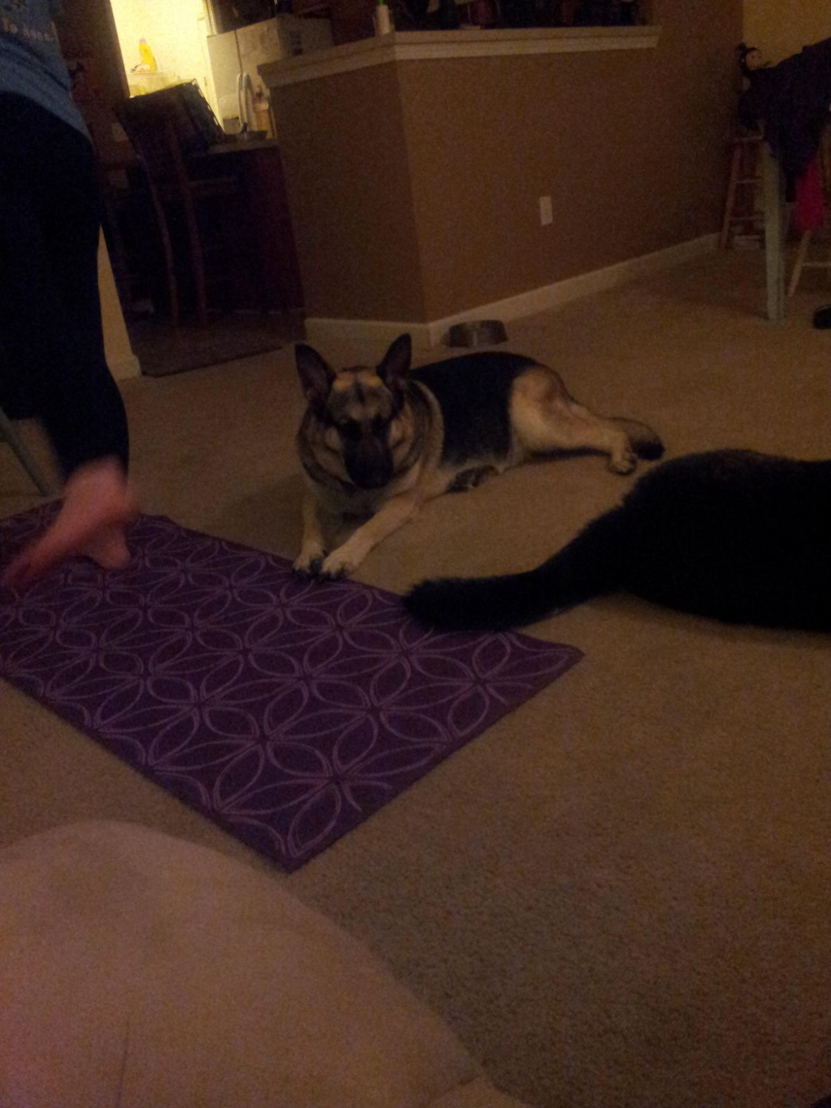 two dogs with their paws on a yoga mat