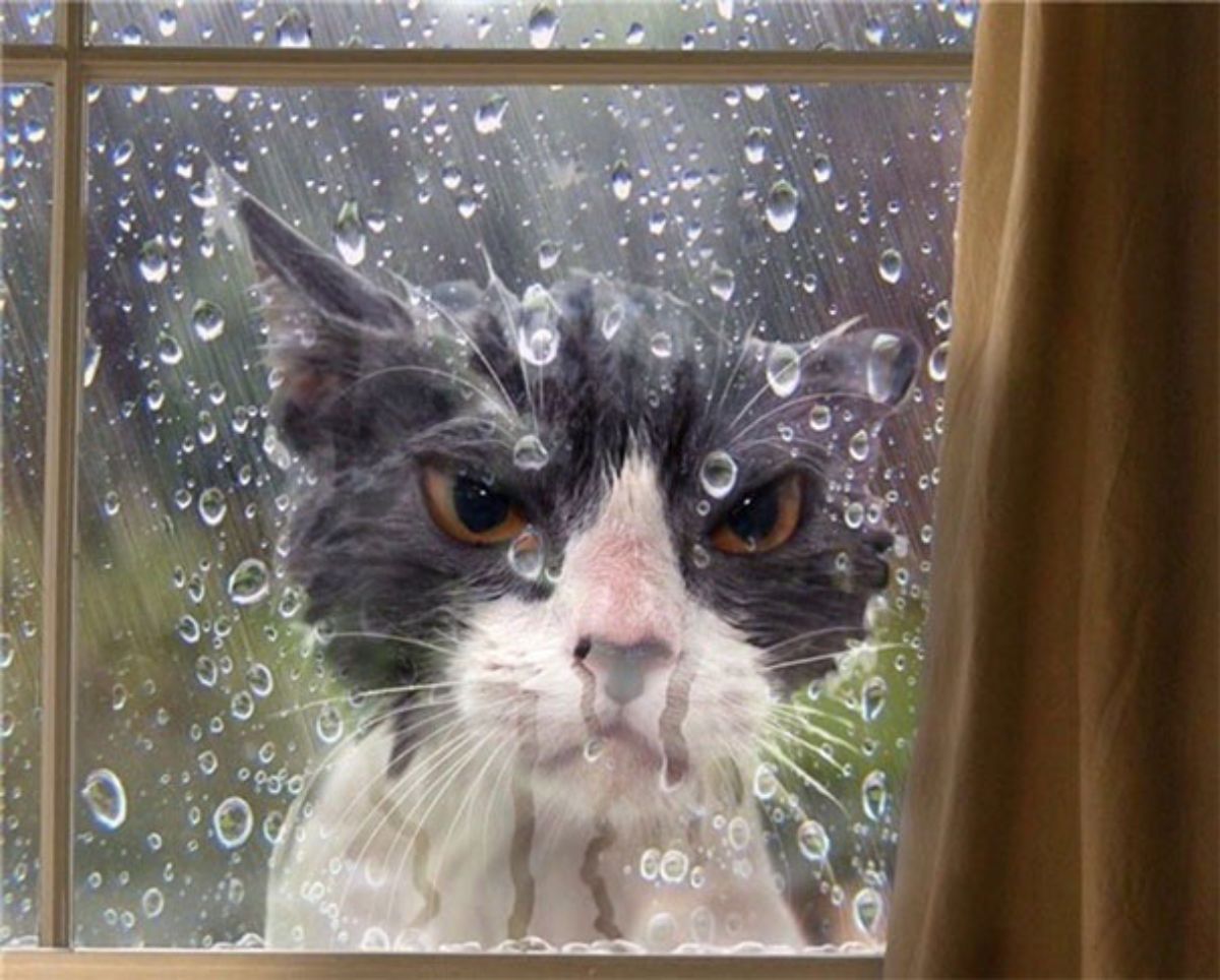 black and white cat outside a wet window looking angry