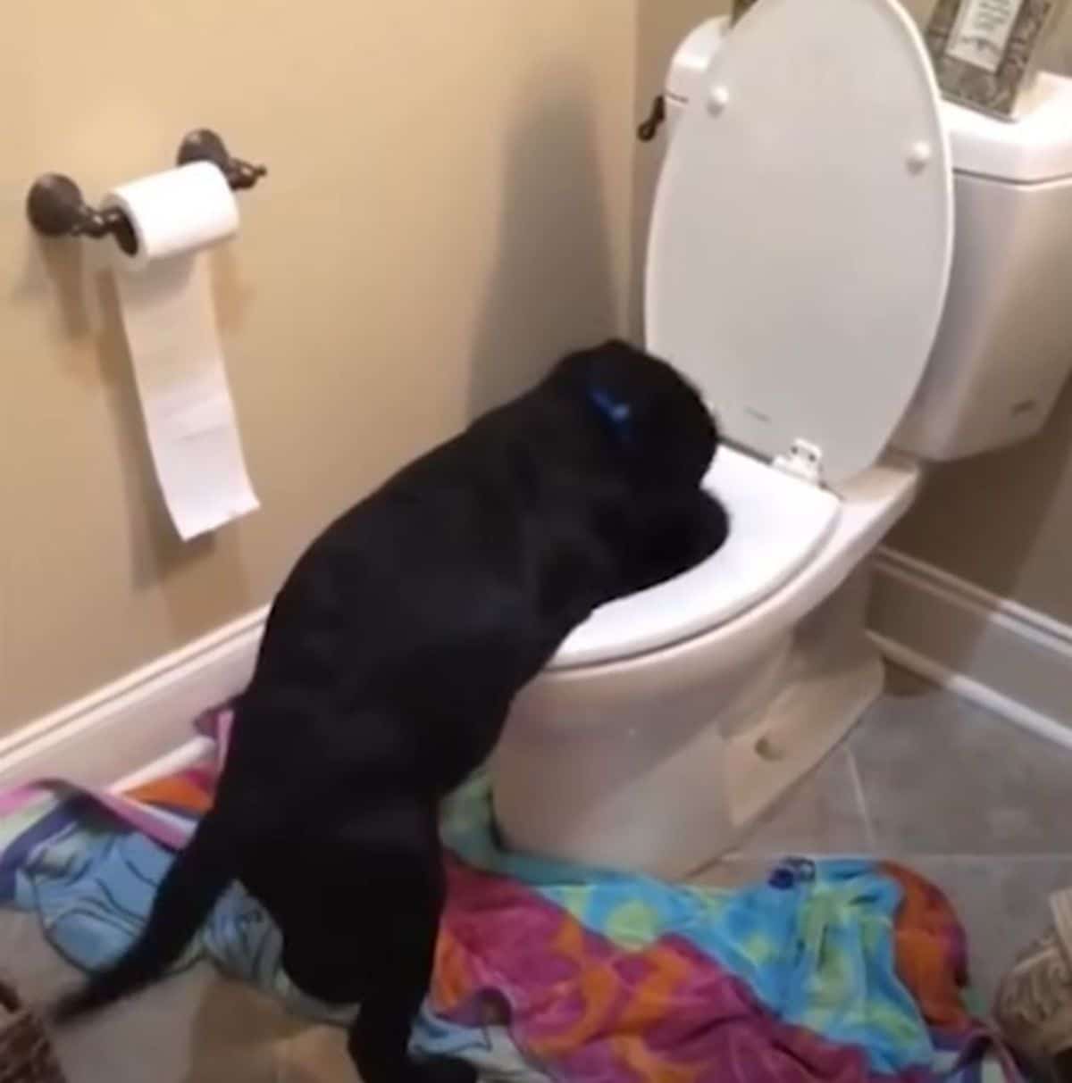 black puppy sloshing around the water in a toilet