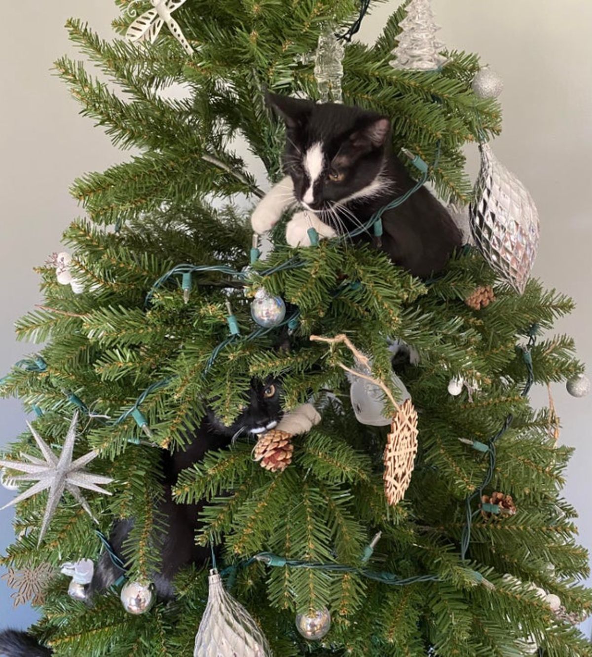 black and white cat in a christmas tree