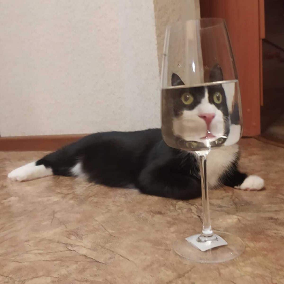 black and white cat laying on the floor seen through glass of wine