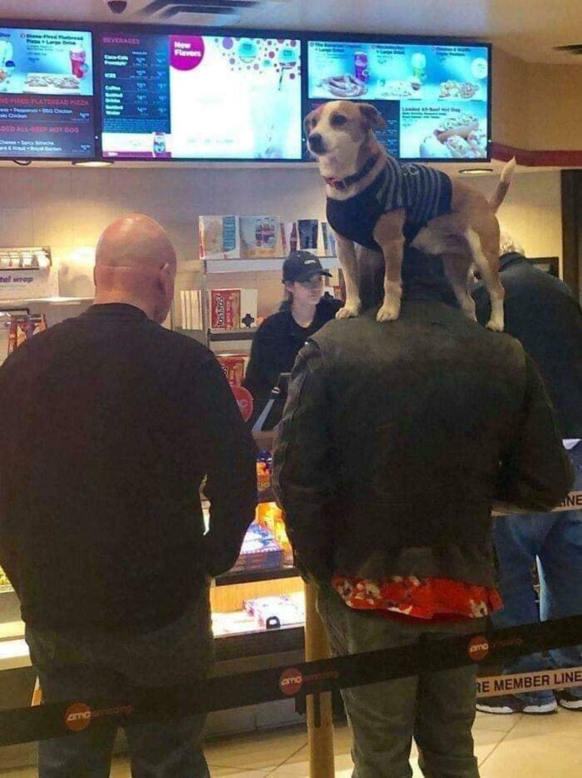 2 men standing at a restaurant with a brown and white dog wearing a dark blue sweater standing on the shoulders of one of the men