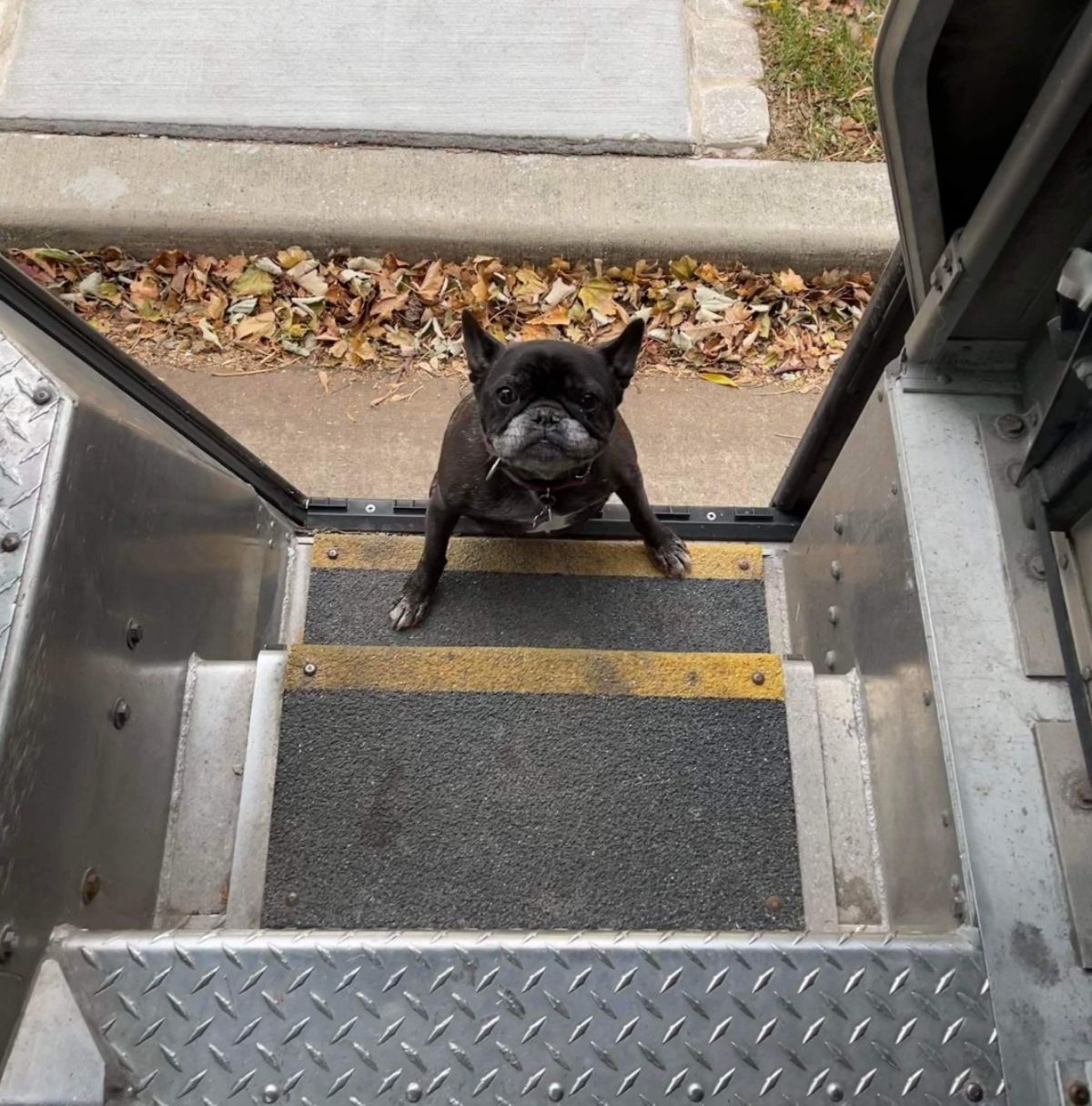 black dog at the base of the stairs of a ups truck