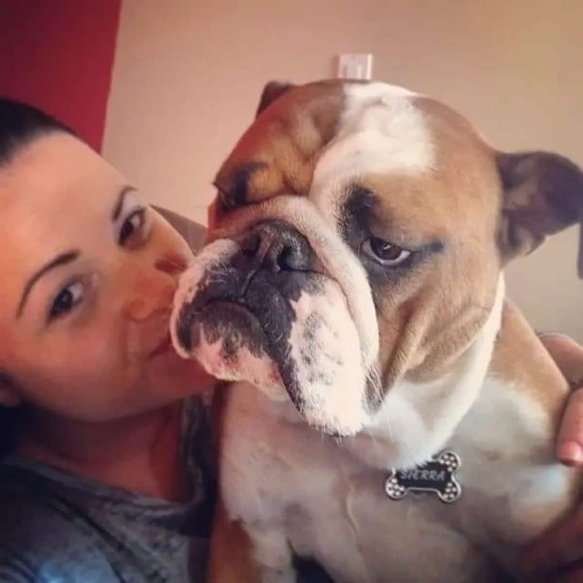brown and white bulldog being held by a woman and looking grumpy
