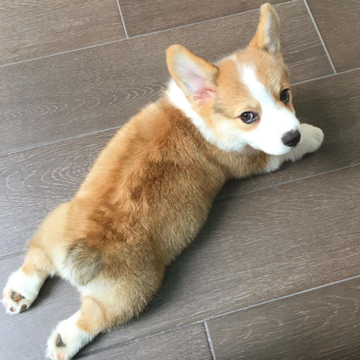 brown and white puppy doing a sploot on a wooden floor