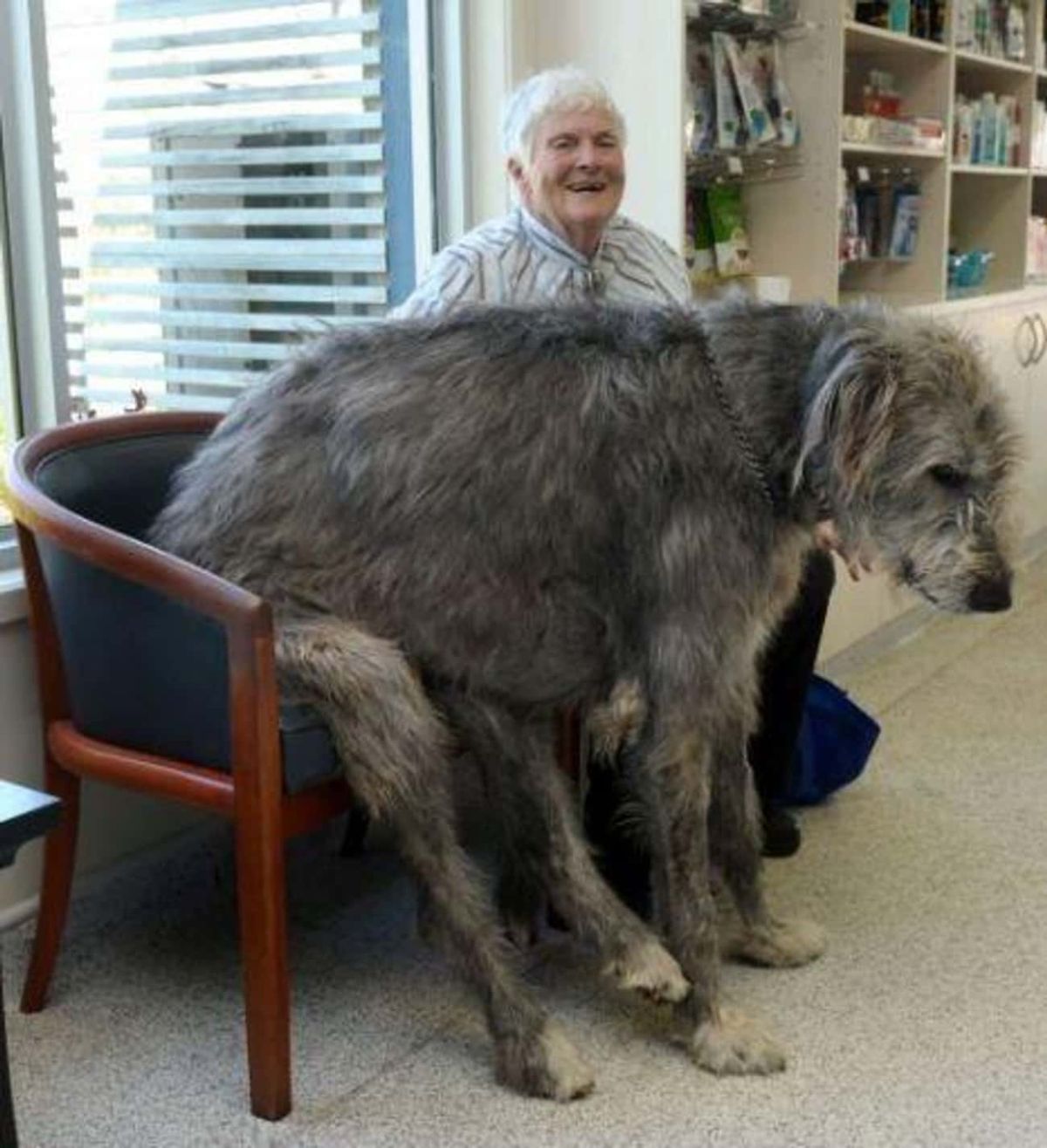 grey irish wolfhound sitting on a chair with the feet resting on the floor next to an old man