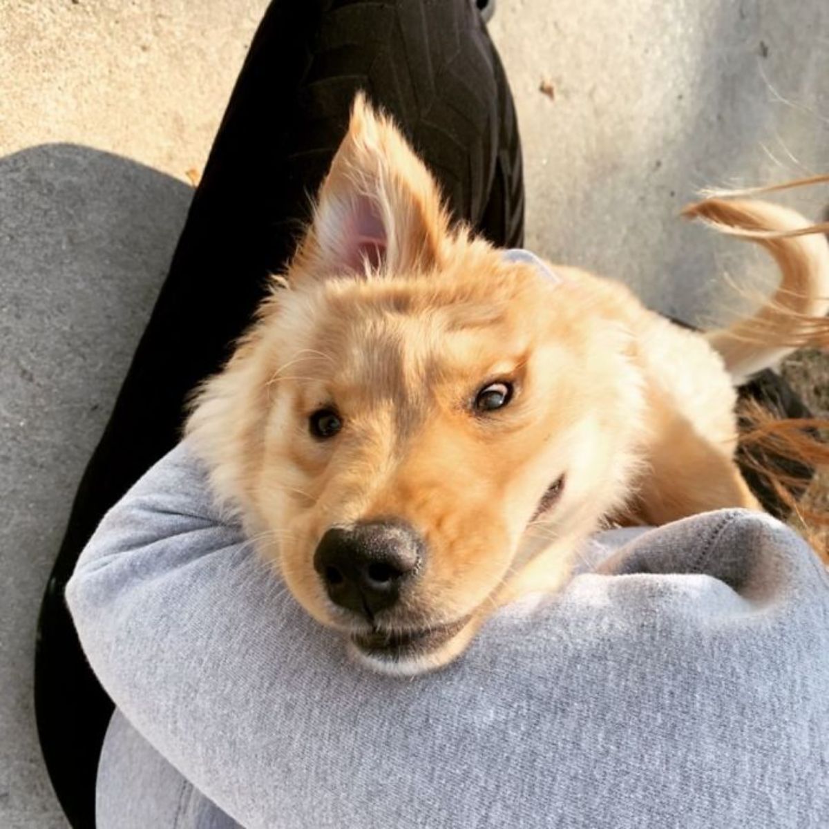 golden retriever puppy with one ear being hugged some someone