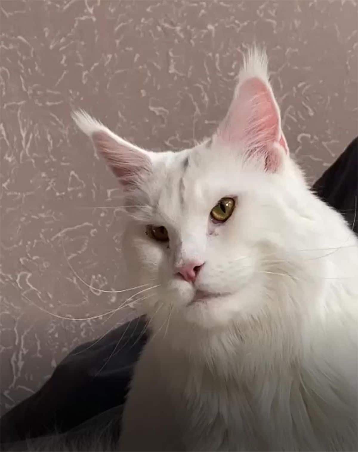 close up of a large white maine coon cat