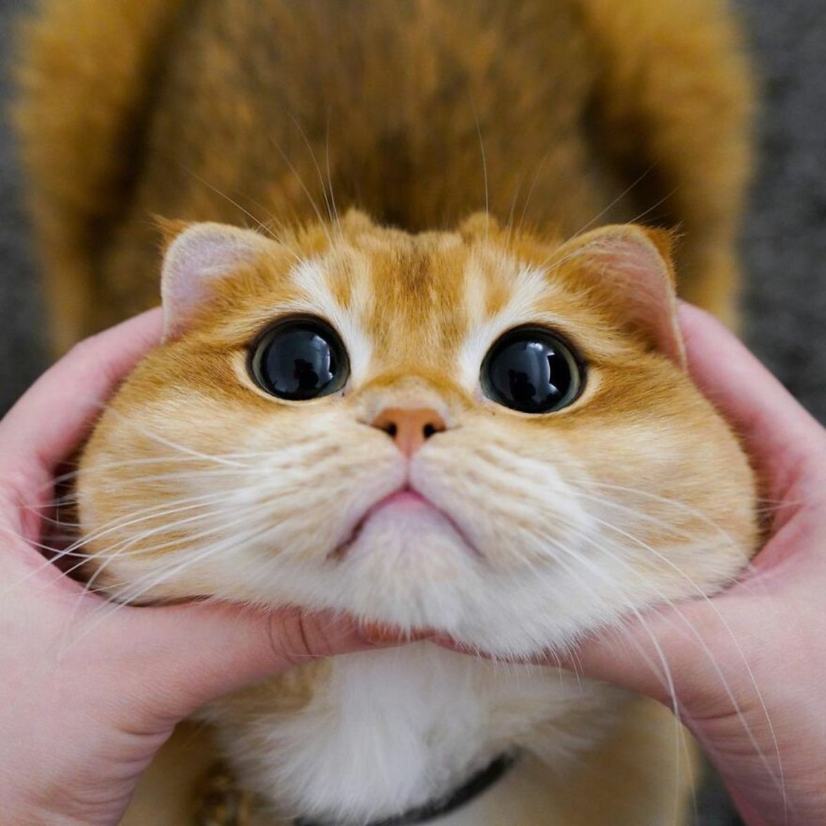 orange cat with large black eyes has its face held by someone's hands