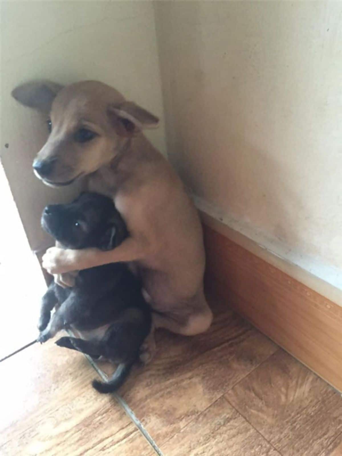 a larger brown puppy hugging a smaller black puppy by a wall