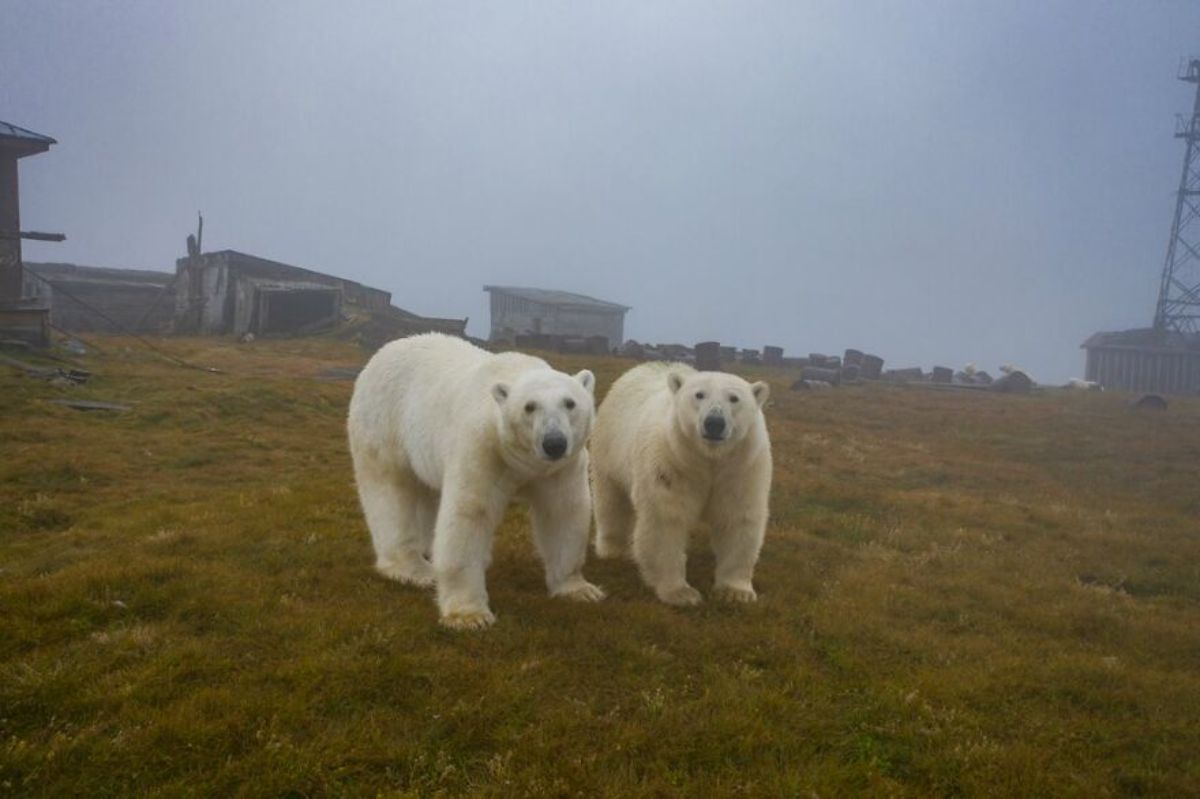 2 polar bears standing in a field together