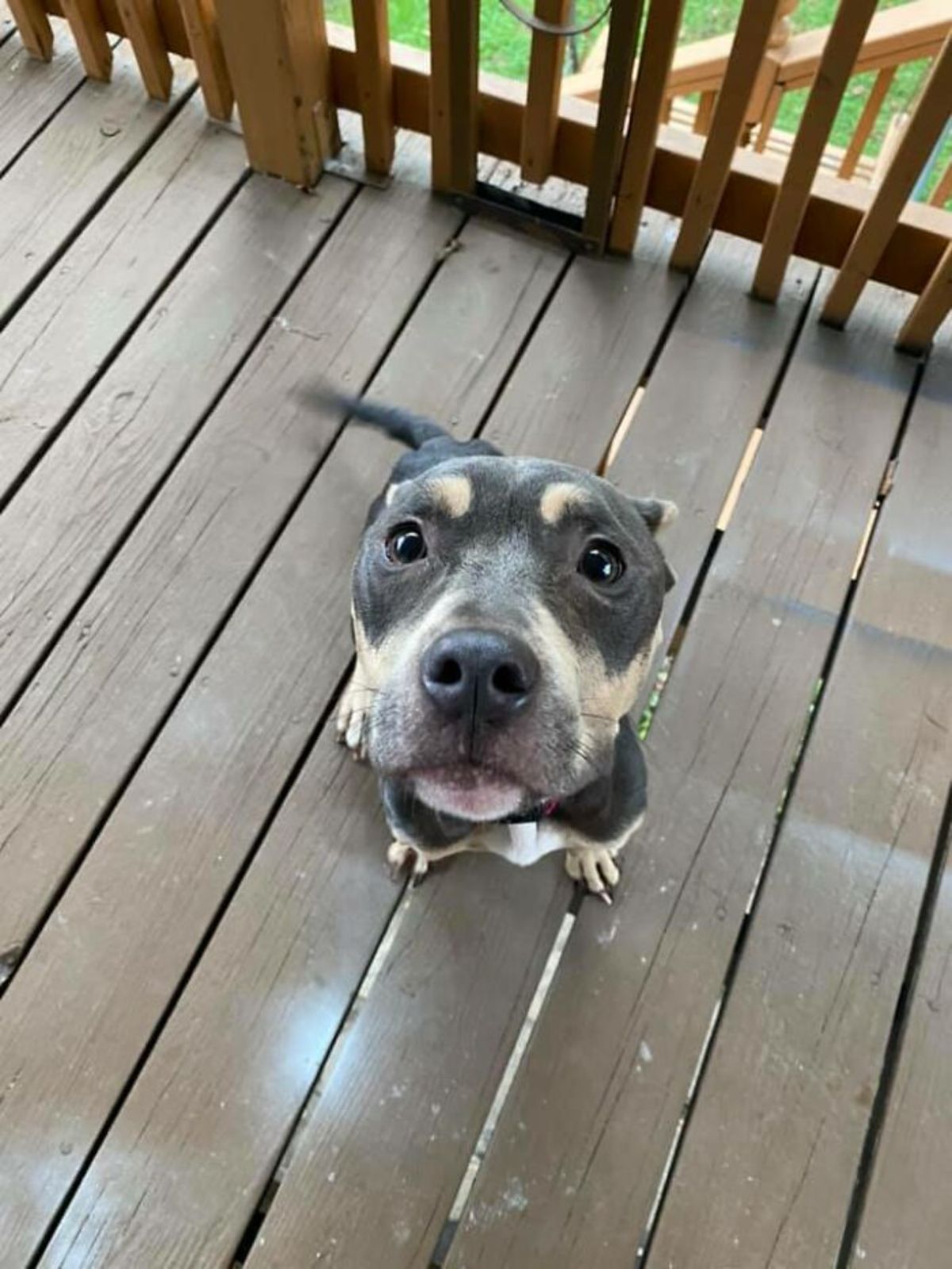 thin brown pitbull sitting on a wooden patio looking up and wagging her tail