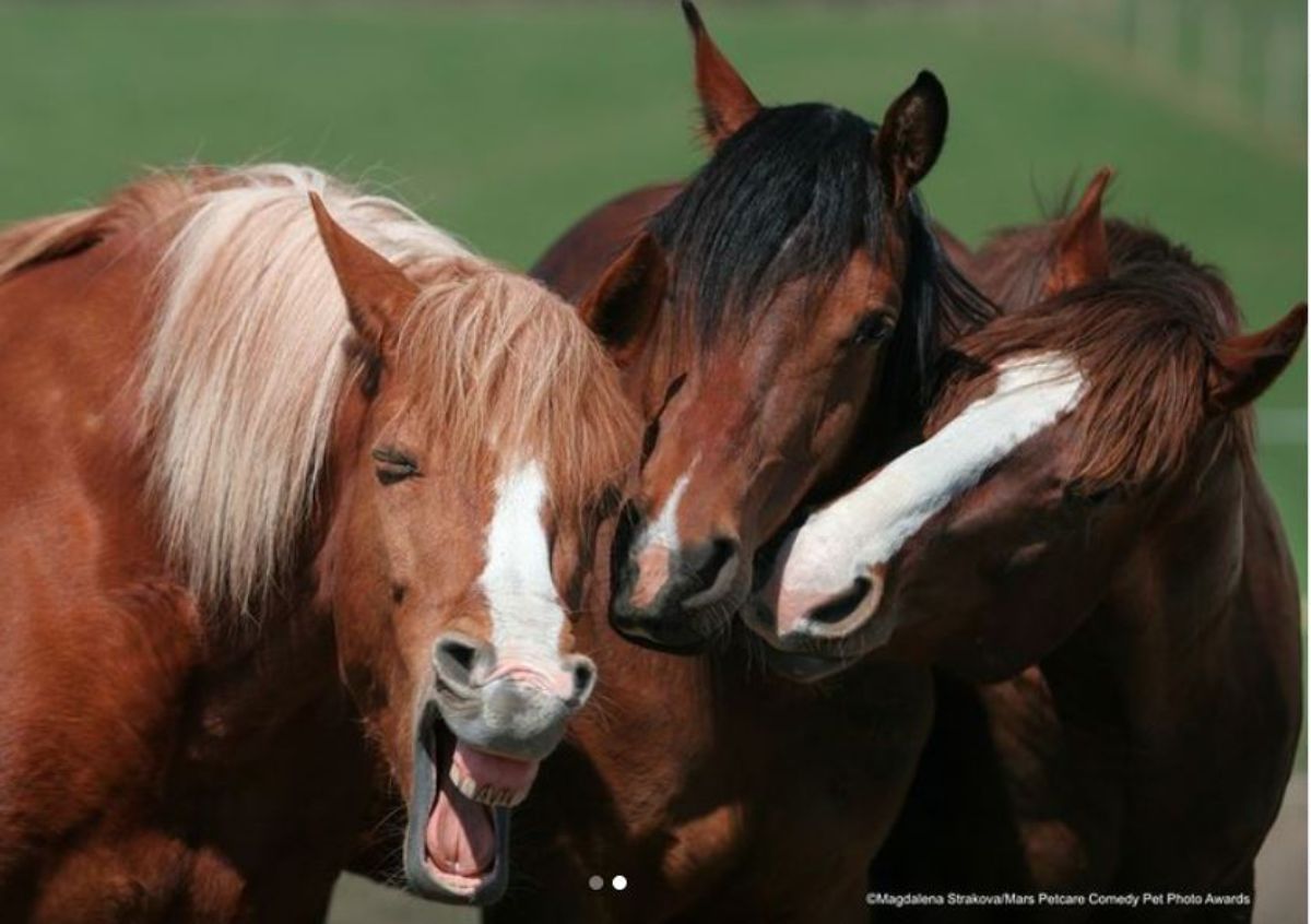 3 brown and white horses standing together with the horse in the leftmost corner having the mouth open to show its teeth